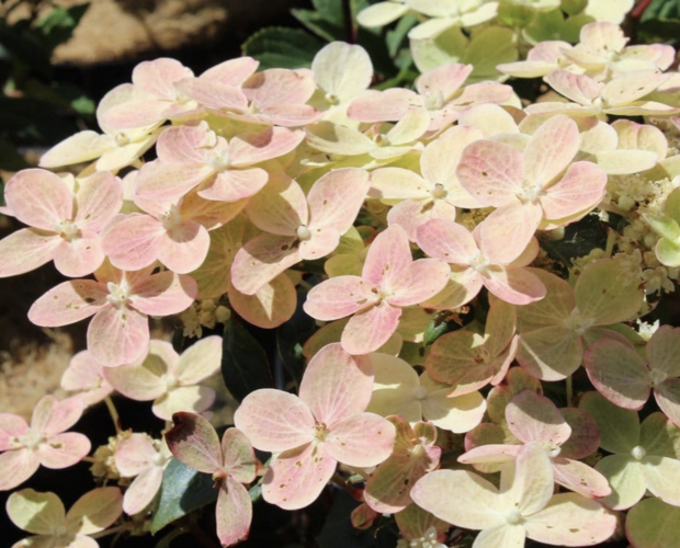 Hortenzie latnatá 'Polestar' - Hydrangea paniculata 'Polestar'