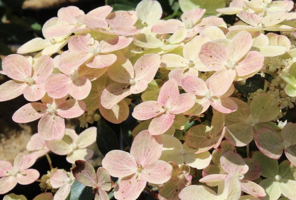 Hortenzie latnatá 'Polestar' - Hydrangea paniculata 'Polestar'