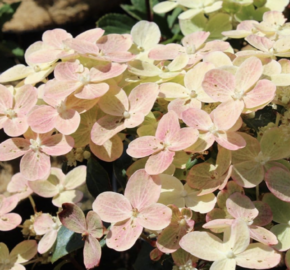 Hortenzie latnatá 'Polestar' - Hydrangea paniculata 'Polestar'