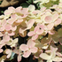 Hydrangea paniculata 'Polestar'.png