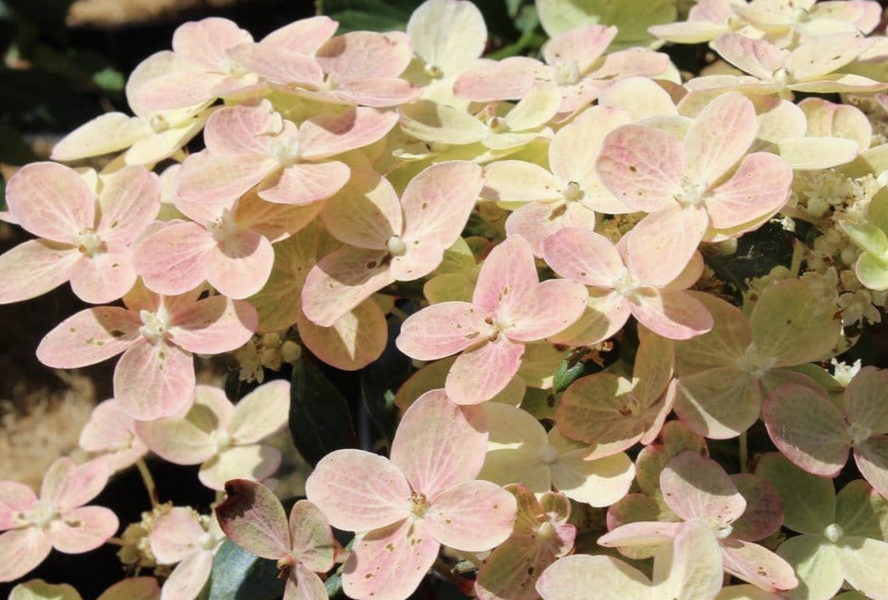 Hortenzie latnatá 'Polestar' - Hydrangea paniculata 'Polestar'