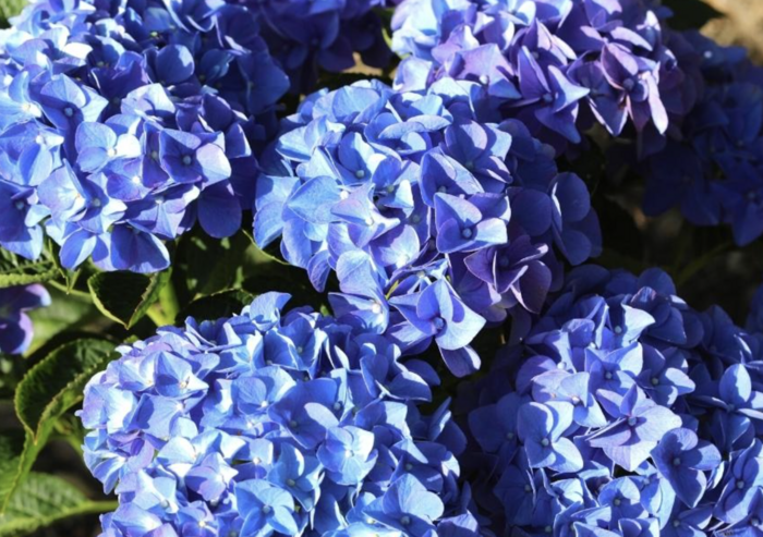 Hortenzie velkolistá 'Early Blue'® - Hydrangea macrophylla 'Early Blue'®