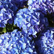 Hortenzie velkolistá 'Early Blue'® - Hydrangea macrophylla 'Early Blue'®