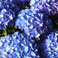 Hortenzie velkolistá 'Early Blue'® - Hydrangea macrophylla 'Early Blue'®