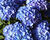 Hortenzie velkolistá 'Early Blue'®