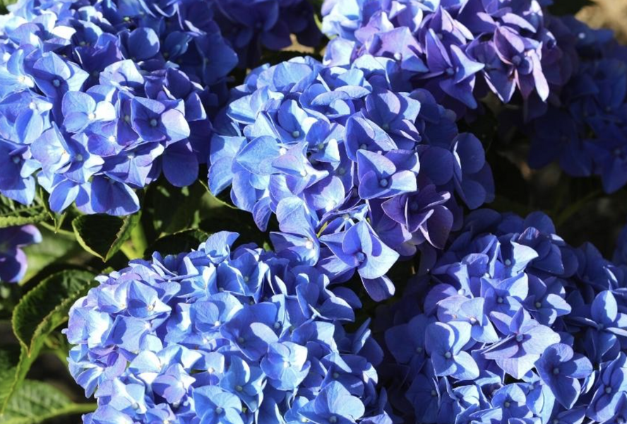 Hortenzie velkolistá 'Early Blue'® - Hydrangea macrophylla 'Early Blue'®