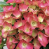 Hydrangea macrophylla 'Red Power'®.png