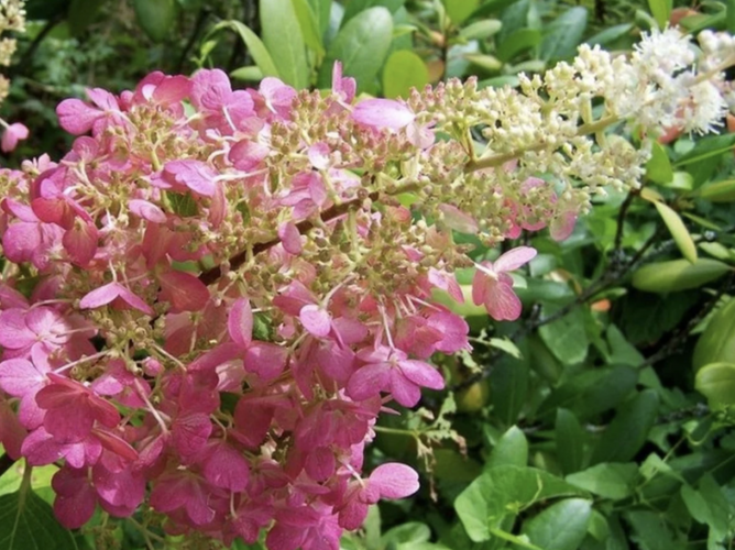 Hortenzie latnatá 'Pink Lady' - Hydrangea paniculata 'Pink Lady'