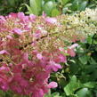 Hortenzie latnatá 'Pink Lady' - Hydrangea paniculata 'Pink Lady'