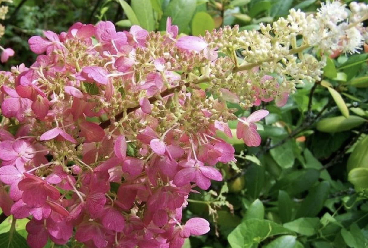 Hortenzie latnatá 'Pink Lady' - Hydrangea paniculata 'Pink Lady'
