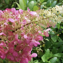 Hortenzie latnatá 'Pink Lady' - Hydrangea paniculata 'Pink Lady'