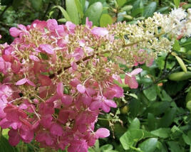 Hortenzie latnatá 'Pink Lady'