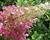 Hortenzie latnatá 'Pink Lady'