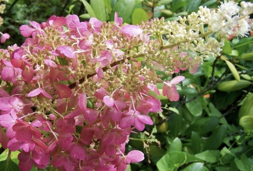 Hortenzie latnatá 'Pink Lady' - Hydrangea paniculata 'Pink Lady'