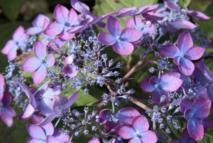 Hortenzie pilovitá 'Barca' - Hydrangea serrata 'Barca'