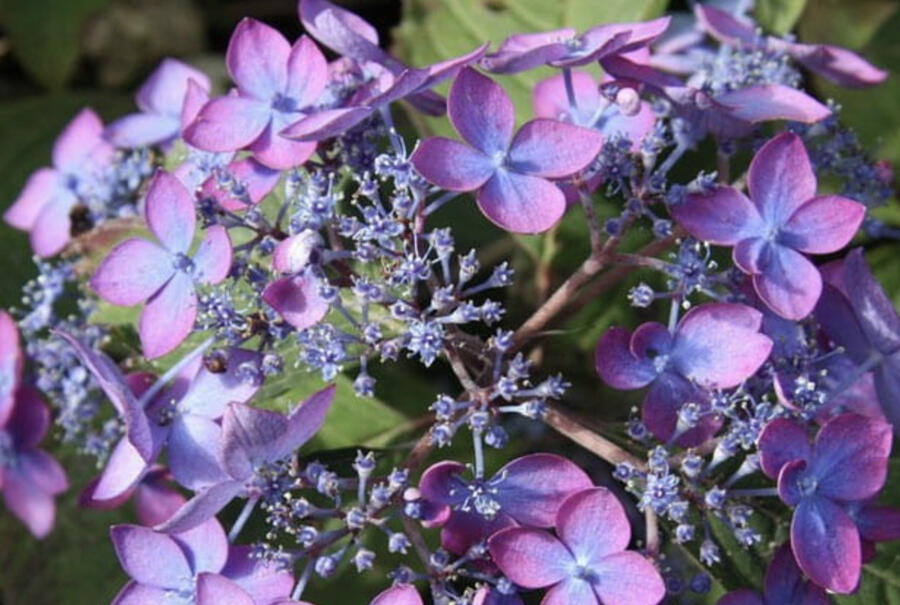 Hortenzie pilovitá 'Barca' - Hydrangea serrata 'Barca'