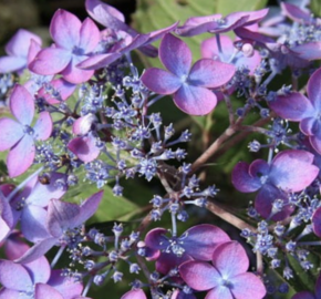 Hortenzie pilovitá 'Barca' - Hydrangea serrata 'Barca'