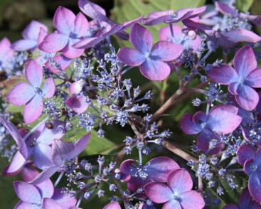 Hortenzie pilovitá 'Barca'