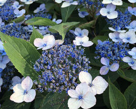 Hortenzie pilovitá 'Magic Pillow'