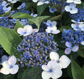Hortenzie pilovitá 'Magic Pillow'