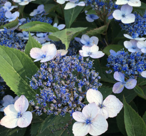 Hortenzie pilovitá 'Magic Pillow' - Hydrangea serrata 'Magic Pillow'