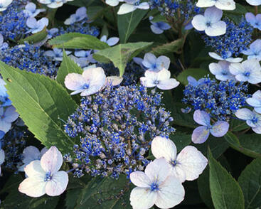 Hortenzie pilovitá 'Magic Pillow'