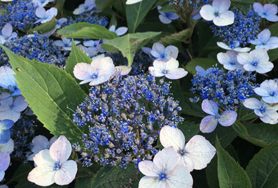 Hortenzie pilovitá 'Magic Pillow' - Hydrangea serrata 'Magic Pillow'