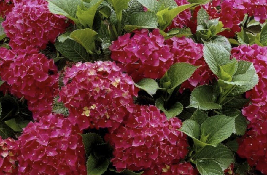 Hortenzie velkolistá 'Dark Red Power'® - Hydrangea macrophylla 'Dark Red Power'®