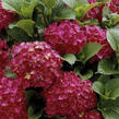 Hortenzie velkolistá 'Dark Red Power'® - Hydrangea macrophylla 'Dark Red Power'®
