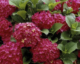 Hortenzie velkolistá 'Dark Red Power'®