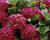 Hortenzie velkolistá 'Dark Red Power'®