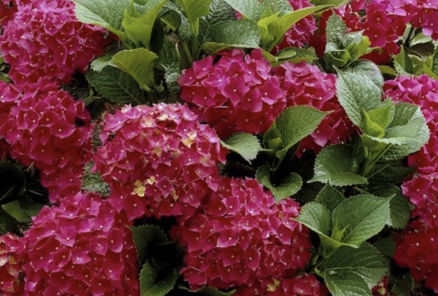 Hortenzie velkolistá 'Dark Red Power'® - Hydrangea macrophylla 'Dark Red Power'®