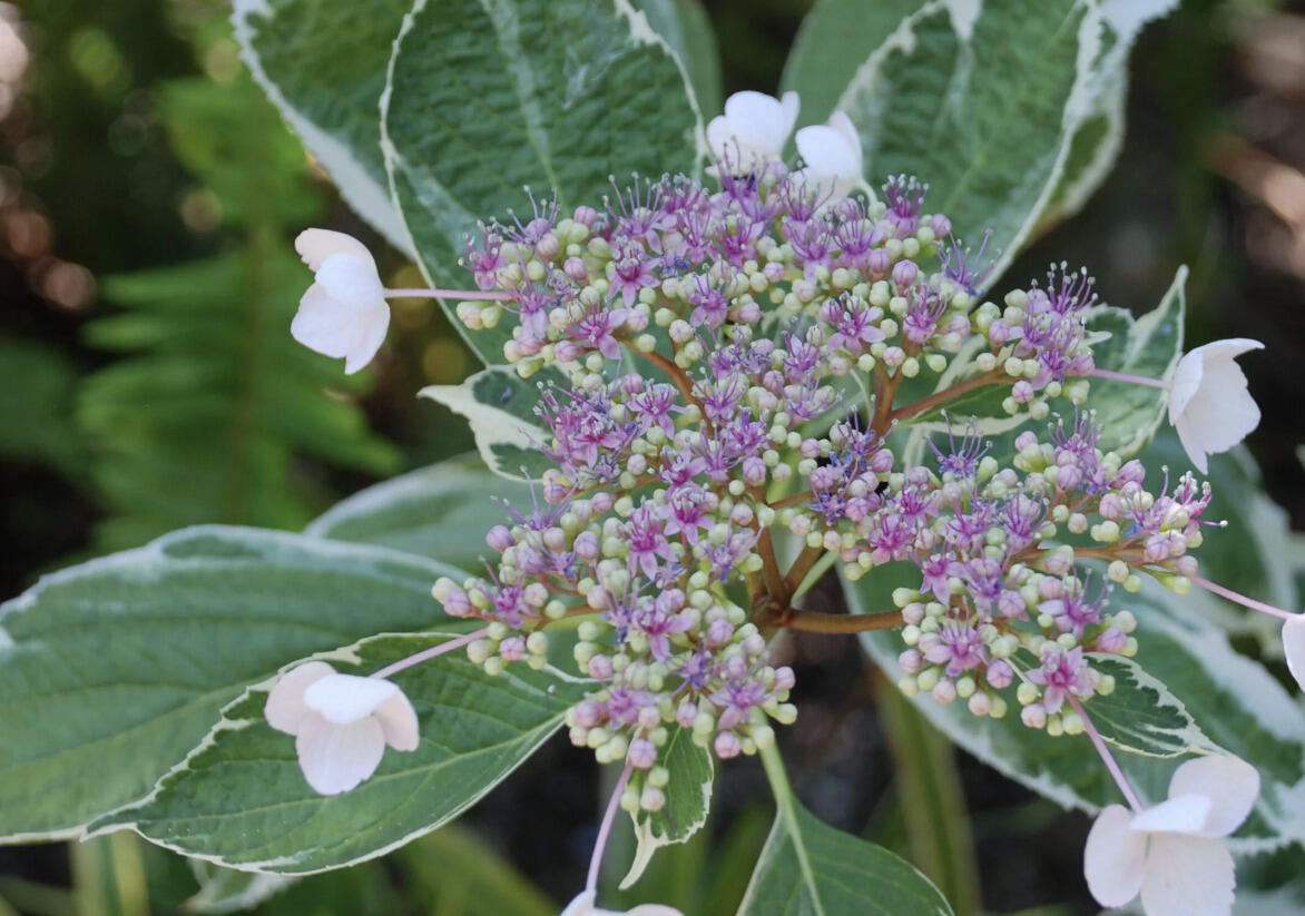 Hortenzie velkolistá 'Tricolor' - Hydrangea macrophylla 'Tricolor'