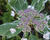 Hortenzie velkolistá 'Tricolor'