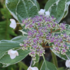 Hydrangea macrophylla 'Tricolor'.png