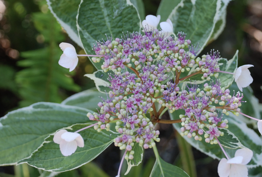 Hortenzie velkolistá 'Tricolor' - Hydrangea macrophylla 'Tricolor'