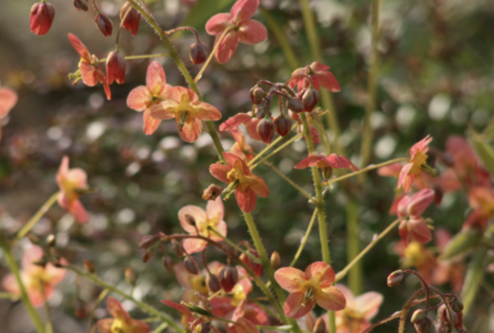 Škornice - Epimedium warleyense