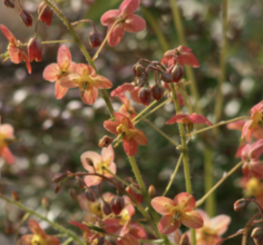 Škornice - Epimedium warleyense