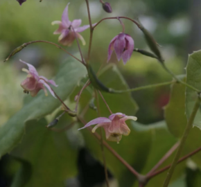 Škornice 'Asiatic Hybrid' - Epimedium 'Asiatic Hybrid'
