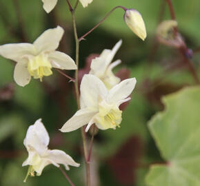 Škornice 'Neosulphureum'