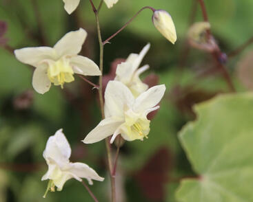 Škornice 'Neosulphureum'