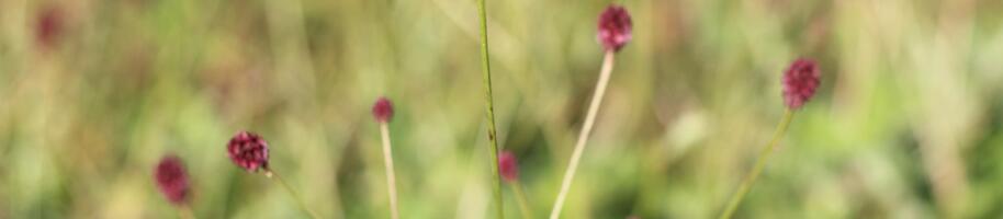 Sanguisorba officinalis ''Red Thunder''_04