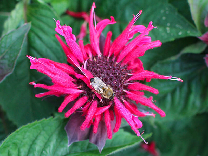 Monarda ''Bee-Happy''_newsletter
