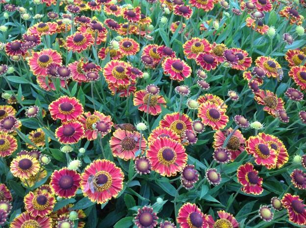 Záplevák 'Bandera' - Helenium 'Bandera'
