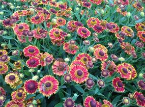 Záplevák 'Bandera' - Helenium 'Bandera'