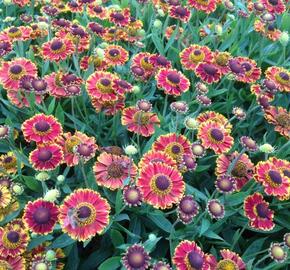 Záplevák 'Bandera' - Helenium 'Bandera'