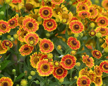 Záplevák podzimní 'Mariachi TM Fuego'