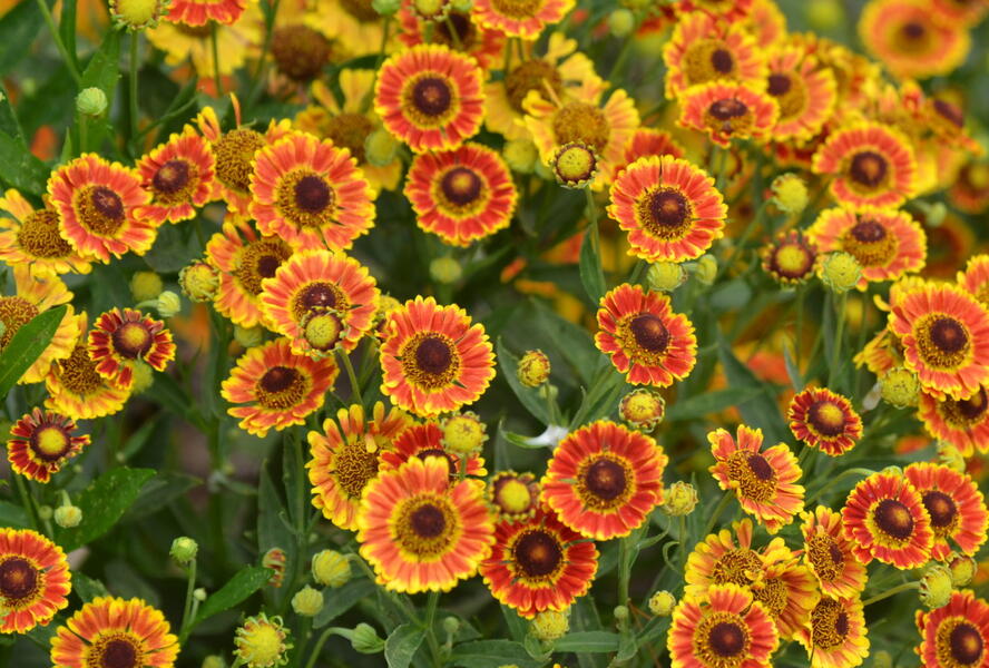 Záplevák podzimní 'Mariachi TM Fuego' - Helenium autumnale 'Mariachi TM Fuego'