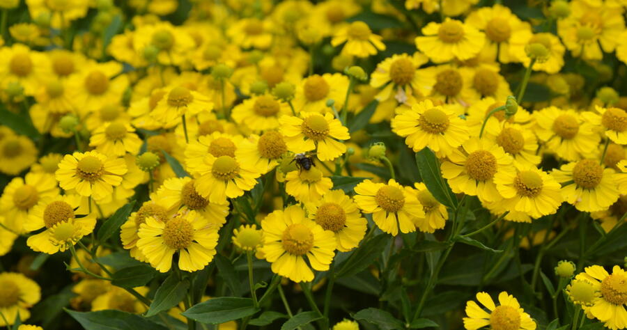 Záplevák podzimní 'Kanaria' - Helenium autumnale 'Kanaria'