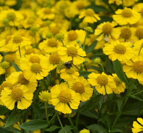 Záplevák podzimní 'Kanaria' - Helenium autumnale 'Kanaria'